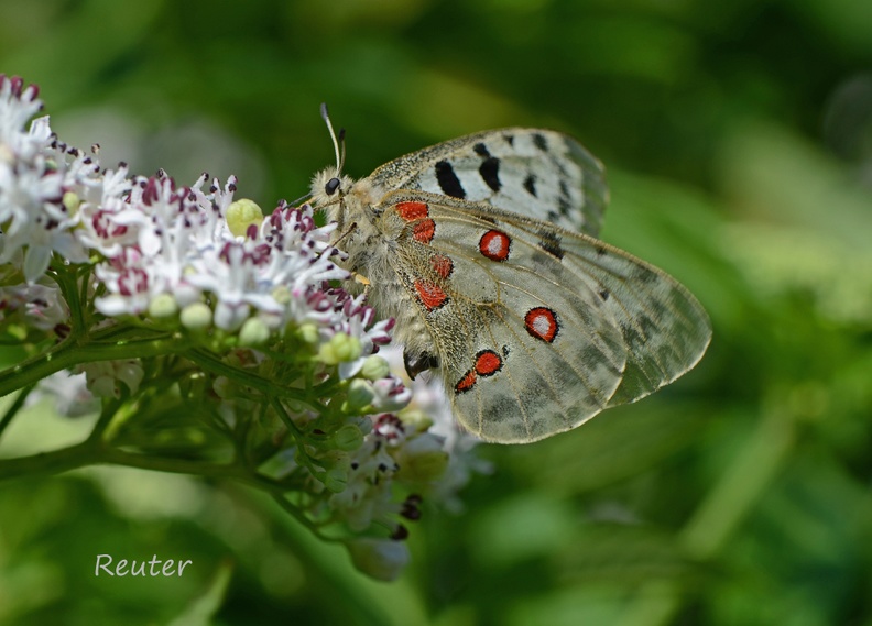 Roter Apollo (Parnassius apollo)